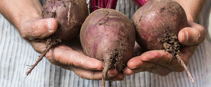 What A 4 Week Beet Study Found In Older Adults