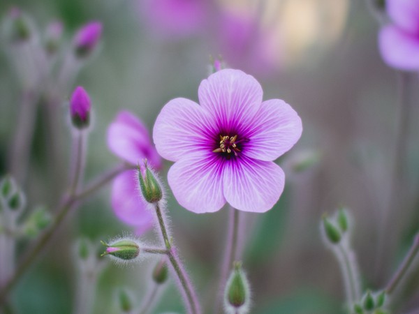 4 Heath Benefits Of Shankhpushipi