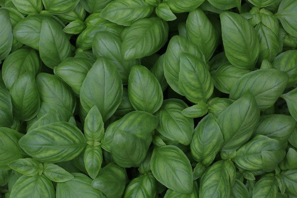 Top 3 Health Benefits Of Holy Basil