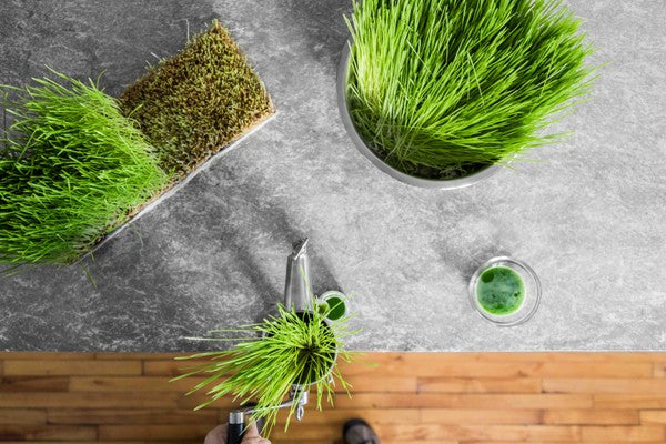 10 Hidden Benefits Of Wheatgrass