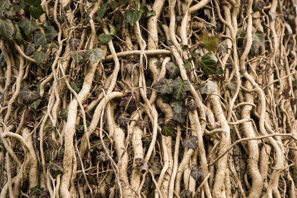 7 Hidden Benefits Of Ashwagandha