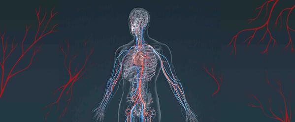 7 Easy Ways To Support Vascular Flexibility Daily