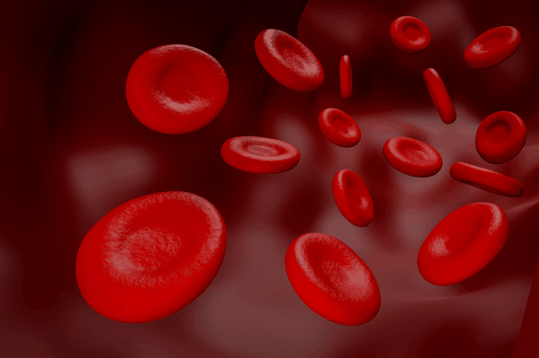 How Circulation Impacts Our Heart And Other Organs