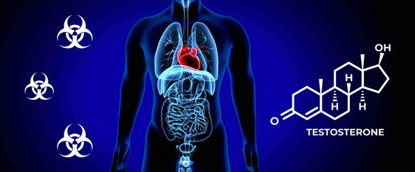 10 Endocrine Disruptors Lowering Testosterone