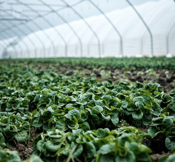 10 Foods That Can Help Support Glucose Levels