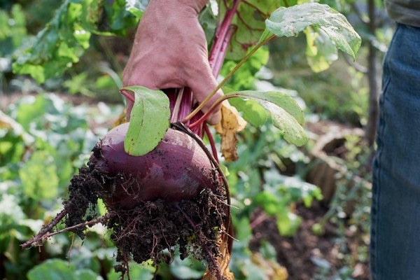 7 Reasons Why You Should Consume Beets Daily