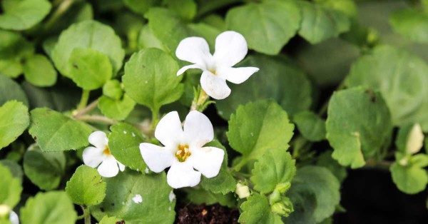 7 Health Benefits of Bacopa Monnieri