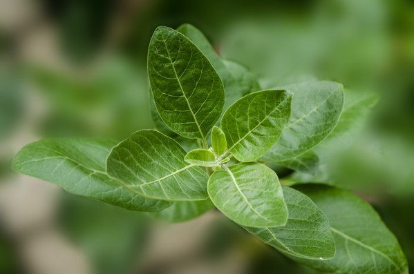 Ashwagandha Benefits For Fertility