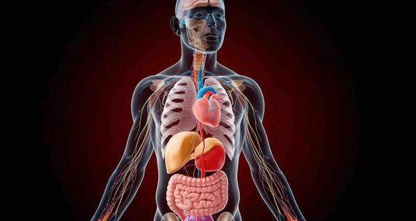 8 Organs & Systems Affected By Cholesterol Balance