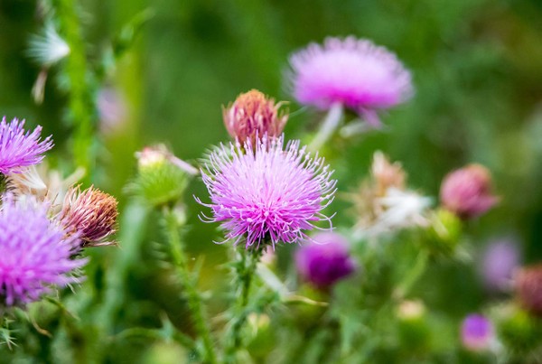 Health Benefits Of Milk Thistle