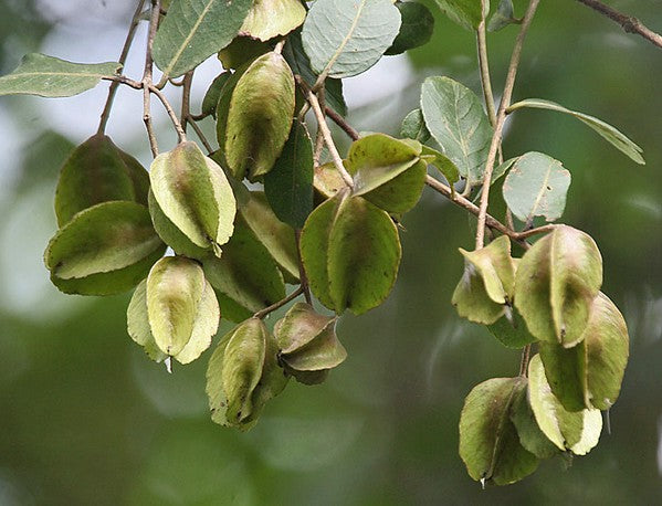 9 Powerful Benefits Of Terminalia Arjuna