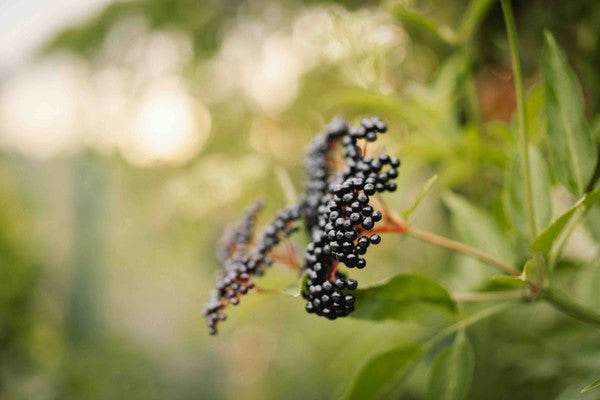 10 Health Benefits Of Elderberry Fruit
