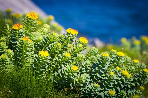 7 Health Benefits Of Rhodiola Rosea Root