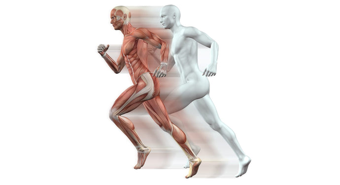 5 Biological “Switches” That Turn Testosterone On or Off