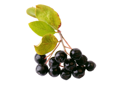 Elderberry Fruit