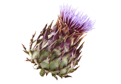Milk Thistle