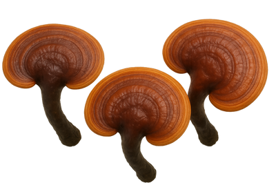 Reishi<br> (Fruiting Body)