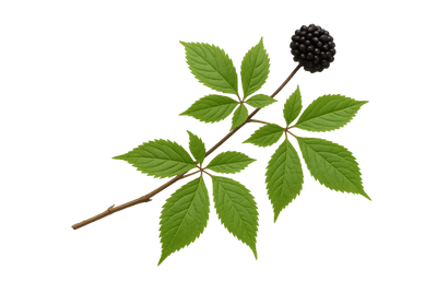 Siberian Ginseng<br> (Eleuthero)