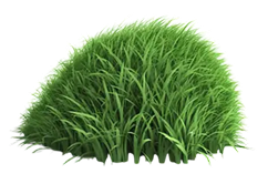 Wheat Grass